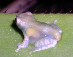 Osteopilus ocellatus