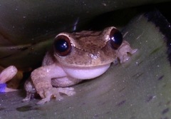 Osteopilus ocellatus