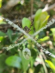 Argiope aurocincta