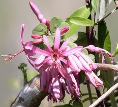 Passiflora tacsonioides