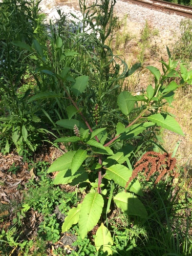 American pokeweed (Phytolacca americana)