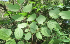 Celtis africana