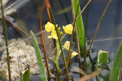 Utricularia foliosa