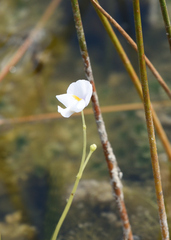 Utricularia purpurea