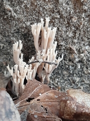 Artomyces pyxidatus