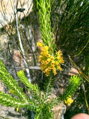 Erica parilis
