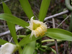 Vanilla insignis