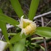 Vanilla insignis - Photo (c) Rich Hoyer, algunos derechos reservados (CC BY-NC-SA), subido por Rich Hoyer