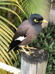 Acridotheres tristis