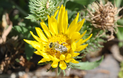 Diadasia