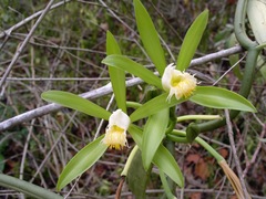 Vanilla insignis