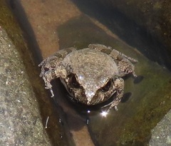 Tomopterna natalensis