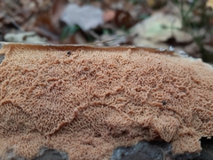 Merulius tremellosus