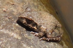 Tomopterna natalensis