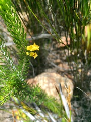 Erica parilis