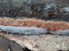 Merulius tremellosus