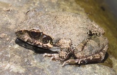 Tomopterna natalensis