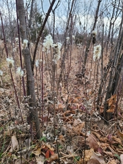 Anemone virginiana