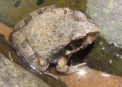 Tomopterna natalensis