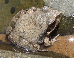 Tomopterna natalensis