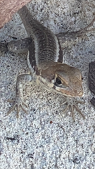 Leiocephalus psammodromus