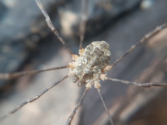 Lacinius dentiger
