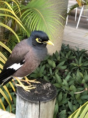 Acridotheres tristis
