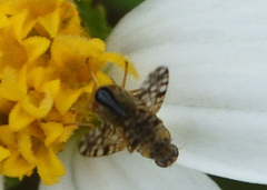 Dioxyna picciola