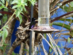 Coeligena helianthea