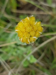 Helichrysum subluteum