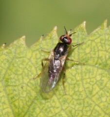 Elachiptera