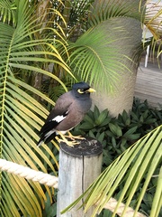Acridotheres tristis