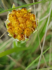Helichrysum subluteum
