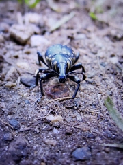 Liparus glabrirostris