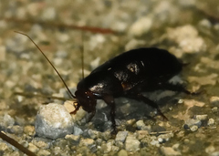 Eurycotis floridana
