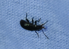 Helopini