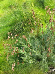 Thamnochortus glaber