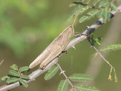 Schistocerca impleta