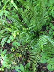 Dryopteris ludoviciana