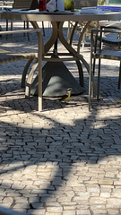 Pitangus sulphuratus