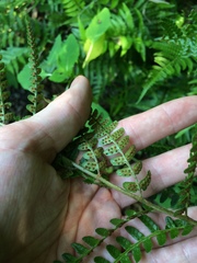 Dryopteris ludoviciana