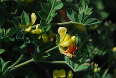 Acmispon grandiflorus grandiflorus