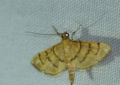 Omiodes indicata
