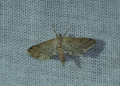 Acentropinae