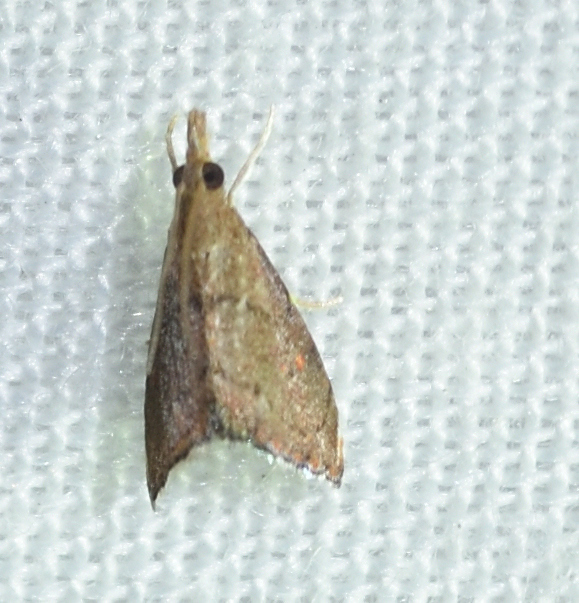 Rusty Microcausta Moth