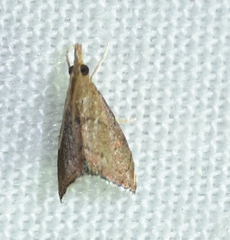 Microcausta flavipunctalis