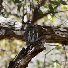 Glaucidium gnoma