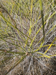 Ephedra antisyphilitica
