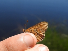 Euphydryas aurinia