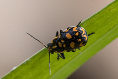 Metallactus madefactus